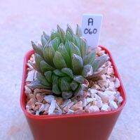 Haworthia bethylis JIL0198 A060