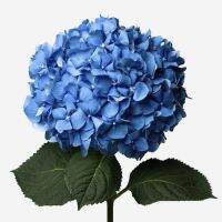 20 เมล็ด เมล็ดไฮเดรนเจีย Hydrangea Seed สีฟ้า ไฮเดรนเยียสายพันธุ์ฝรั่งเศส ของแท้ 100% อัตราการงอก 70-80% มีคู่มือปลูก