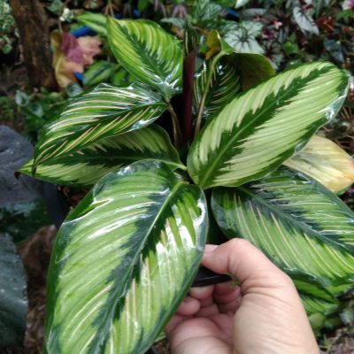 คล้าบิวตี้สตาร์(calathea beauty star) เป็นไม้มงคล ไม้ประดับ ใบสวยเป็นเอกลักษณ์ ชอบแดดรำไร ชอบน้ำปานกลาง กระถาง8นิ้ว