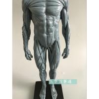 30 cm art with the structure of human body model musculoskeletal anatomy of the human body art model CG painting sculpture muscle male