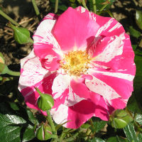 20 เมล็ด กุหลาบ นำเข้า Renaissance Rose Seeds สายพันธุ์ Nancy ดอกไม้สีชมพู