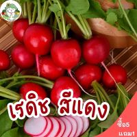 เมล็ดพันธุ์ เรดิชเชอรี่สีแดง 200 เมล็ด CherryBelleRadish Seed เมล็ดพันธุ์แท้ นำเข้าจากต่างประเทศ ปลูกง่าย ไม่กลายพันธุ์