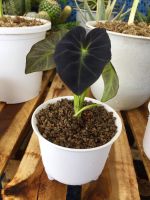 Colocasia Black Beauty: บอนแบล็คบิวตี้