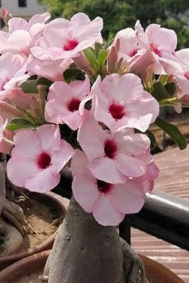 2 เมล็ด เมล็ดพันธุ์ ชวนชม สายพันธุ์ Chrysanthe สีชมพู Bonsai Desert Rose Adenium Seed กุหลาบทะเลทราย ราชินีทะเลทราย บอนไซ มีคู่มือปลูก