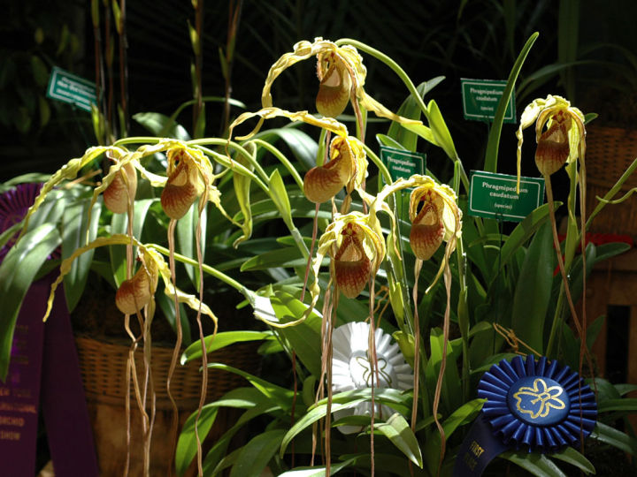 20-เมล็ดพันธุ์-เมล็ดกล้วยไม้-กล้วยไม้-กล้วยไม้เอื้อง-phragmipedium-orchids-orchid-flower-seed-อัตราการงอก-80-85