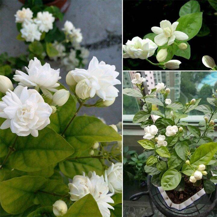Jasmine Bonsai Beautiful Jasminum Sambac Flower Bonsai seeds Lazada PH