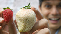 เมล็ดพันธุ์ Strawberry Seeds สายพันธุ์ White Jewel 50 เมล็ด เมล็ดพันธุ์นำเข้าจาก ยุโรป อัตราการงอก 90 %