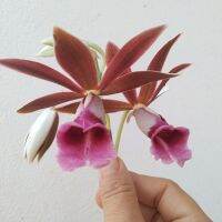 เอื้องพร้าว/ฉัตรพระอินทร์ Phaius tankervilleae (Banks) Blume กล้วยไม้มีกลื่นหอมละมุนหอมอ่อนๆ ชอบแดดรำไร เหมาะสำหรับปลูกเป็นไม้ประดับ ส่งแบบถุง4*9นิ้ว