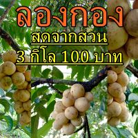 ลองกองใต้ สดจากสวน ปลอดสาร เพียง 3 กิโล 100 บาท เท่านั้น