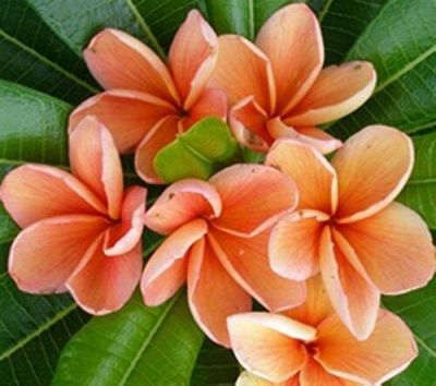 30 เมล็ดพันธุ์ Bonsai เมล็ด ลั่นทม หรือ ลีลาวดี สายพันธุ์แคระ Frangipani Plumeria Seed นำเข้าจากฮาวาย อัตราการงอกของเมล็ด 80-85%