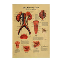 【H191】Human Body Illustration - Urinary System Retro Kraft Paper Poster Bar Coffee Shop Decoration