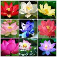 7 เมล็ด เมล็ดบัว คละสี ดอกเล็ก สายพันธุ์ของแท้ 100% เมล็ดบัว ดอกบัว ปลูกบัว เม็ดบัว สามารถปลูกในโหลแก้วได้ อัตราการงอกสูง 85-90% Lotus seeds