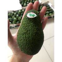 อะโวคาโด แฮส Avocada Hass (ราคา 5 ลูก)