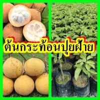 ต้นกระท้อนปุยฝ้าย รสชาดหวาน ปุยนุ่มเหมือนสำลี ต้นพันธุ์ติดตาสูง 30-40 ซม.รับประกันพันธุ์แท้ 100%