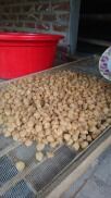 Long Nhãn Chất Lượng Cao Loại 1 hộp 1kg