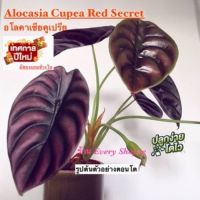 อโลคาเซีย คูเปรียเรด ซี เครท (Alocasia Cupear Red Secret)