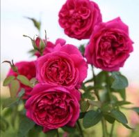 30 เมล็ดพันธุ์ Garden Seed กุหลาบ กุหลาบสีม่วง William Shakespeare Rose Seeds ดอกใหญ่ สินค้านำเข้า