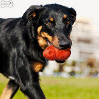 PetStbuyi ของเล่นของเคี้ยวขบสำหรับลูกสุนัขแบบมัลติฟังก์ชันนวดทำความสะอาดฟันและเหงือกสำหรับสุนัขขนาดกลาง/สุนัขขนาดใหญ่ GG-MY