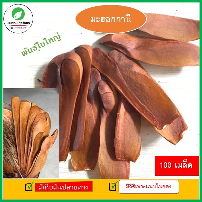 มะฮอกกานี-ใบใหญ่-คัดเมล็ด-อัตราการงอกสูง-100-เมล็ด