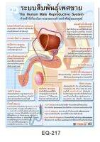 ระบบสืบพันธุ์เพศชาย EQ 217 โปสเตอร์สื่อการสอน หุ้มพลาสติก ขนาด 50 * 70 cm