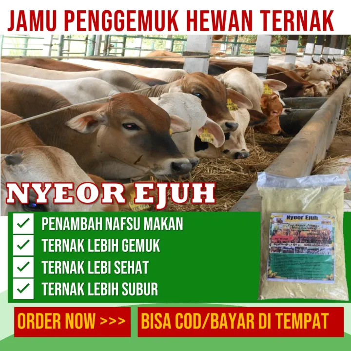 pakan ternak yang bagus untuk sapi