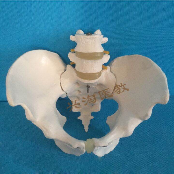 Pelvic girdle lumbar two skeleton model human medl bone anatomy teacng ...