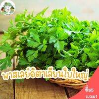 เมล็ดพันธุ์ พาสเลย์อิตาเลี่ยนใบใหญ่ 500เมล็ด Flat Leaf Italian Parsley เมล็ดพันธุ์แท้ นำเข้าจากต่างประเทศ ปลูกง่าย ถูกดี