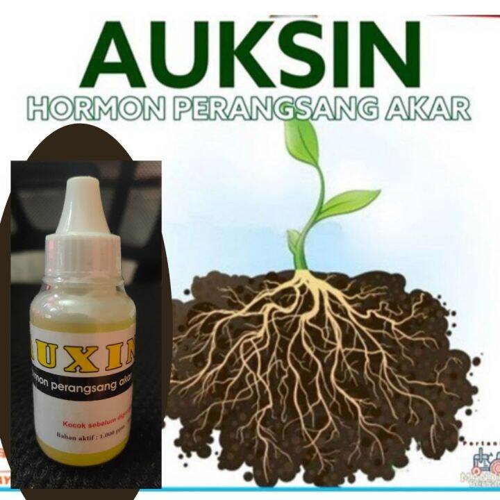 Pupuk Hormon AUKSIN 30ml Hormon Pemacu Pertumbuhan Akar Semua Jenis ...