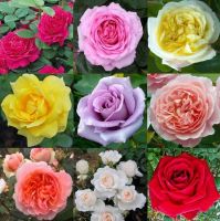 30 เมล็ด เมล็ดพันธุ์ ดอกกุหลาบ สีคละสี พันธุ์ดอกใหญ่ นำเข้า Rose Seeds