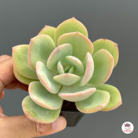 ฮากุ Echeveria Hakuhou กุหลาบหิน cactus&amp;succulentหลากหลายสายพันธุ์