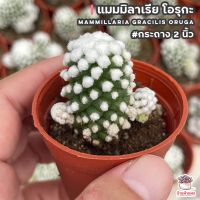 ( Pro+++ ) สุดคุ้ม แมมมิลาเรีย โอรุกะ Mammillaria Gracilis Oruga แคคตัส เพชร cactus&amp;succulent ราคาคุ้มค่า พรรณ ไม้ น้ำ พรรณ ไม้ ทุก ชนิด พรรณ ไม้ น้ำ สวยงาม พรรณ ไม้ มงคล