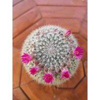 ยอดฮิต แมมแม่เฒ่า หรือแมมฮาเนียน่า (Mammillaria Hahniana)Small size ขายดี ต้นไม้ ฟอก อากาศ กระถาง ต้นไม้ ไม้ ประดับ ต้นไม้ ปลูก ใน บ้าน