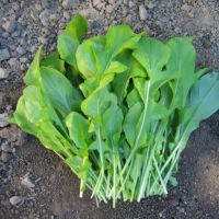 เมล็ดพันธุ์ ผักร็อคเก็ต (Slow Bolt Arugula Seed) 500 เมล็ด คุณภาพดี ราคาถูก ของแท้