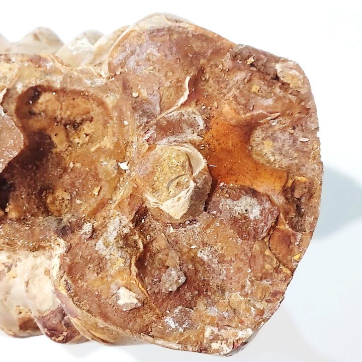 ฟอสซิลแอมโมไนต์-ammonite-ขนาดใหญ่จากมาดากัสการ์-แบบไม่เต็ม-6-45-กิโลกรัม-34x14x13ซม