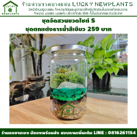 สวนขวด DIY ชุดจัดสวนในขวดแก้ว ไซต์ S ชุดธารน้ำสีเขียว ราคา 259 บาท