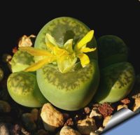 10 เมล็ด ไลทอป กระบองเพชร ไม้อวบน้ำ กุหลาบหิน แคคตัส Living Stones Lithops สายพันธุ์ bromfieldii insularis v Sulphurea C362