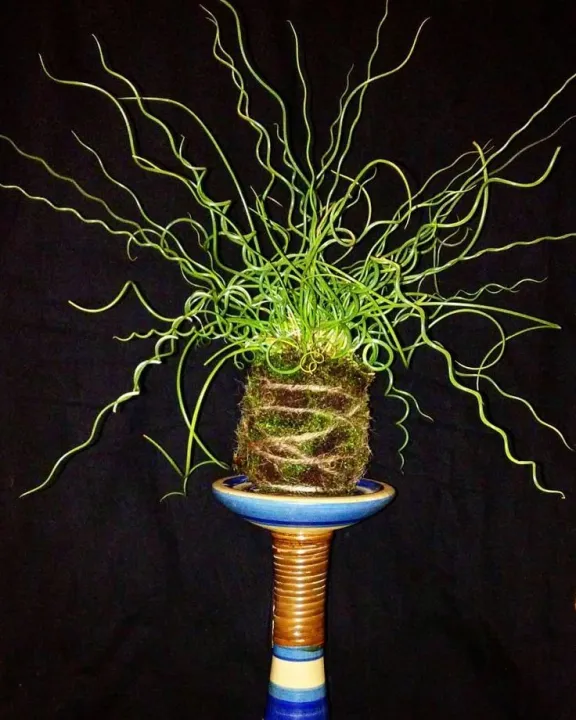 Rare Corkscrew fern Medium Size ships nationwide COD Lazada PH