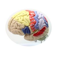 ENOVO h medical human brain anatomy of the brain cortex functional partition body sport psychology teaching model