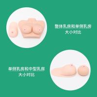 Galactagogue division training AIDS medicine hospital with fake breast silicone breast model of domestic technical demonstration props