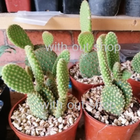 (ต้นไม้จริง) ต้นกระบองเพชร ต้นโอพันเทีย ไมโครดาซิส หนามทอง (Opuntia microdasys) กระบองเพชรหูกระต่าย