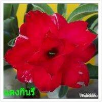 12 เมล็ด เมล็ดพันธุ์ Garden Plant ชวนชม สายพันธุ์ไต้หวัน ดอกสีแดง Adenium Seed กุหลาบทะเลทราย Desert Rose ราชินีบอนไซ อัตราการงอก 80-90% มีคู่มือปลูก