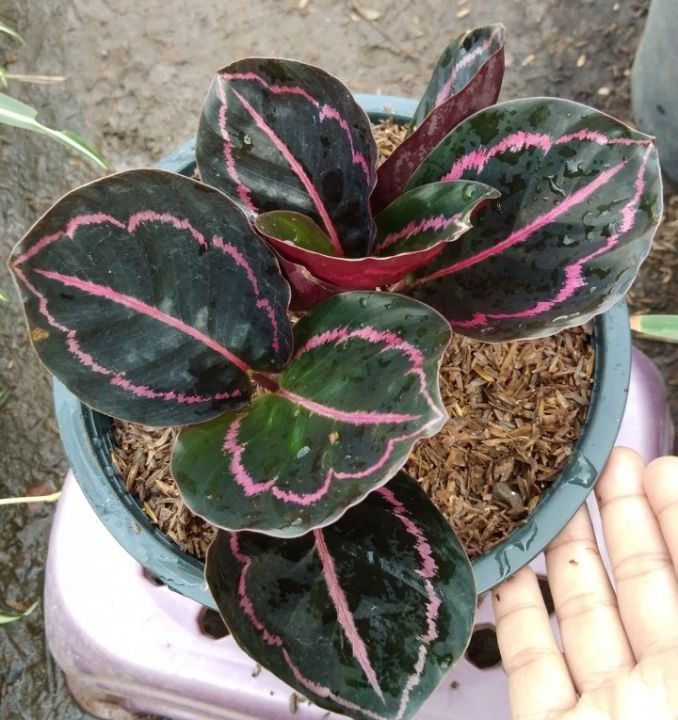 คล้านกยูงรำแพน-ต้นนกยูงรำแพน-calathea-ไม้ประดับ-ไม้มงคลเสริมการค้าขาย-เสริมโชคลาภร่ำรวยเงินทอง-กระถาง8-11นิ้ว