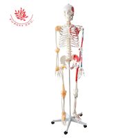 【hot】✳  FRT002 Human 180cm Size Material With Muscle Points and Ligament Educational Anatomy