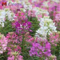 พันธุ์คลีโอมี Cleome เสี้ยนฝรั่ง (0.5กรัม)