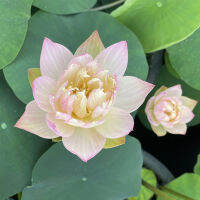 5 เมล็ดพันธุ์ บัว สายพันธุ์ Oriole Lotus สีขาวชมพู นำเข้าจาก อเมริกา เพาะปลูกและเก็บเมล็ดในไทย ขยายพันธุ์ในไทยได้