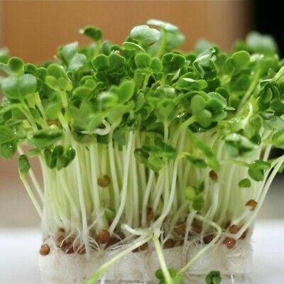 [Plantfilled] Radish Sprouts Kaiware Microgreens Vegetable Seeds - 5 ...