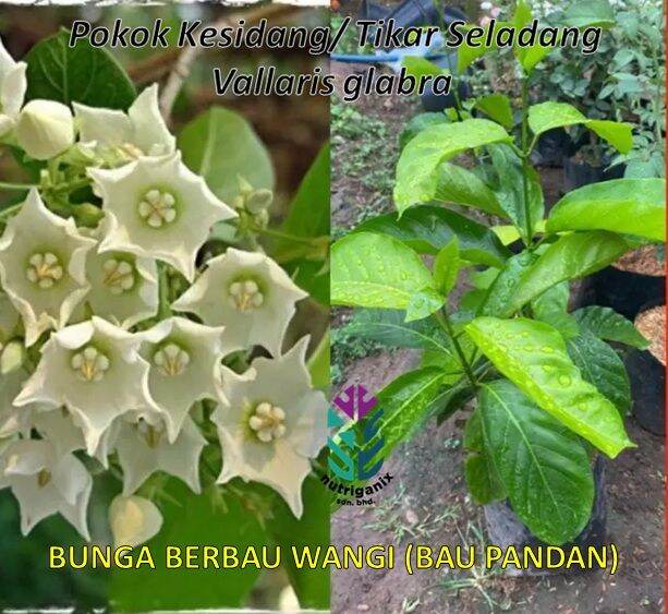 Krim Penghalang Byoma – Sesuai Untuk Cuaca Panas? Krim Penghalang Byoma – Sesuai Untuk Cuaca Panas?