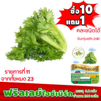 (ซื้อ10แถม1 ฟรีคู่มือ) เมล็ดพันธุ์ ฟิลเลย์ ไอซ์เบิร์ก FRILLICE ICEBERG  (0.2 กรัม 200 เมล็ด) ฟิลเล่ ฟินเล่ ทำมะชาดฟาร์ม  ผักสลัด เมล็ดพันธุ์สลัด