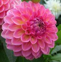 20 เมล็ดพันธุ์ รักเร่ Dahlia Seeds สายพันธุ์ LAKEVIEW PEACH FUZZ สีชมพู รักเร่ รักแรกพบ ดอกไม้แห่งมิตรภาพ ความรักเริ่มต้น เพาะเลี้ยงง่าย ตั้งโต๊ะทำงาน