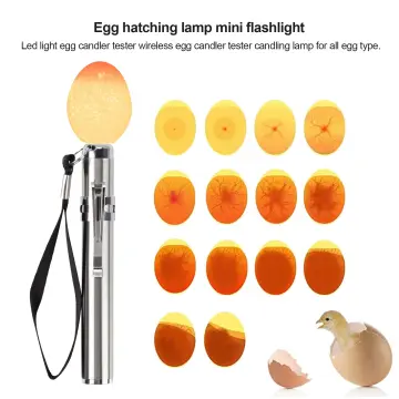 Bright LED Light High Lumens Egg Candler Tester Incubator Exclusive with Cable